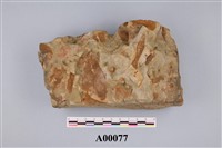 藏品(樹葉)的圖片